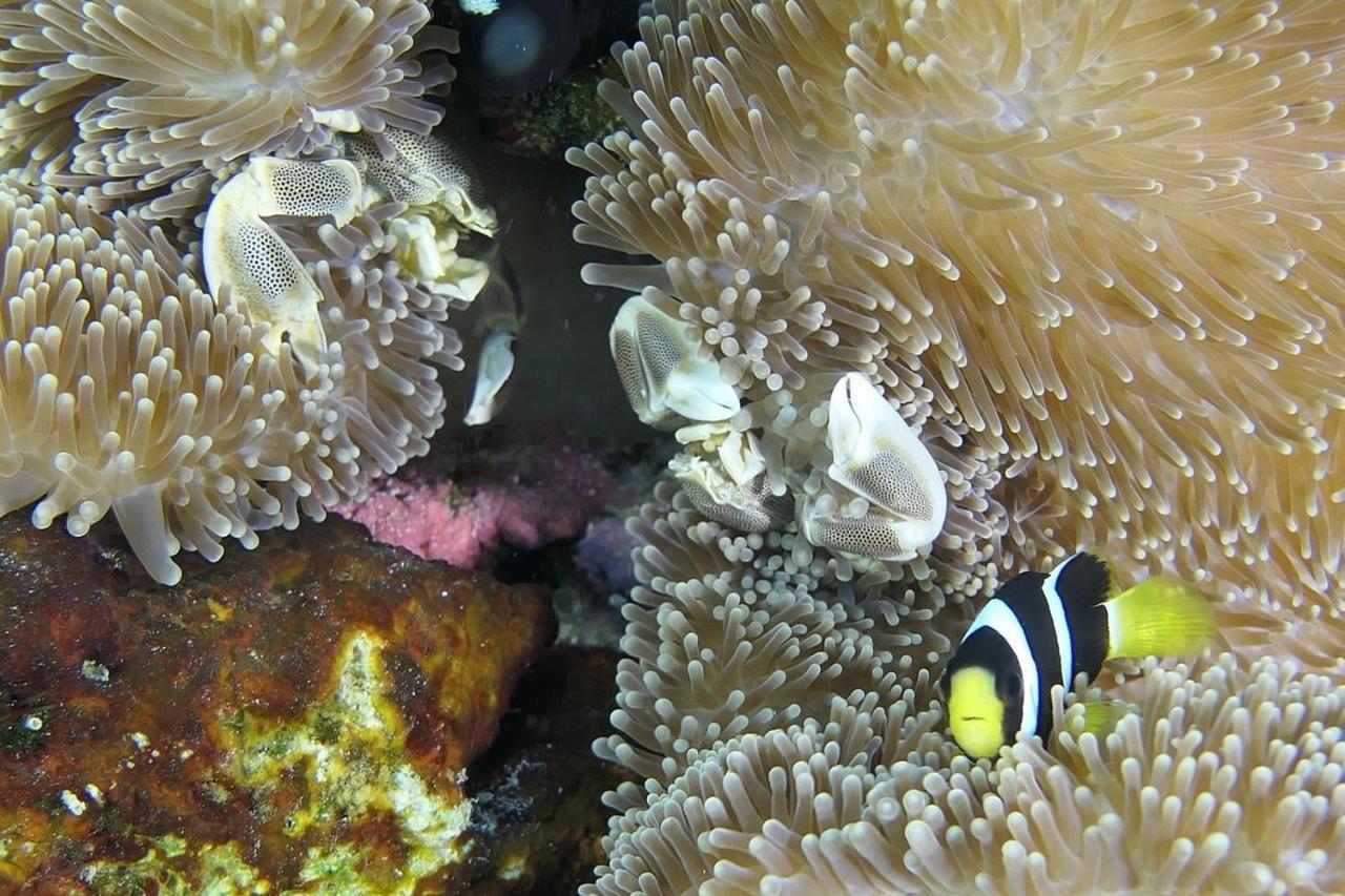 Malas Island View Fulidhoo Εξωτερικό φωτογραφία
